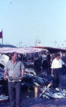 taze balik 11